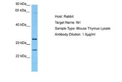 NRL Rabbit anti-Mouse, Polyclonal, Novus Biologicals 0.1ml; Unconjugated:Antibodies,